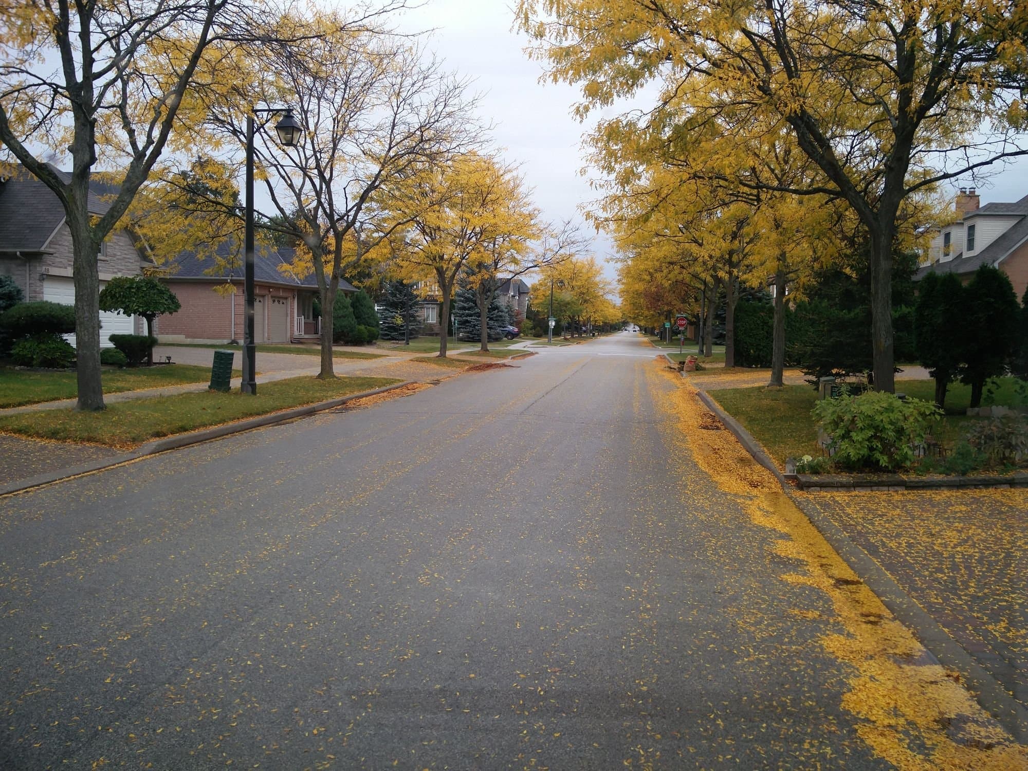 Tree-lined suburban street with yellow fall leaves along the curb